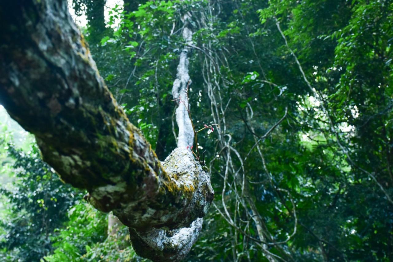 Sinharaja Kurulu Ella Eco Resort Deniyaya Eksteriør billede