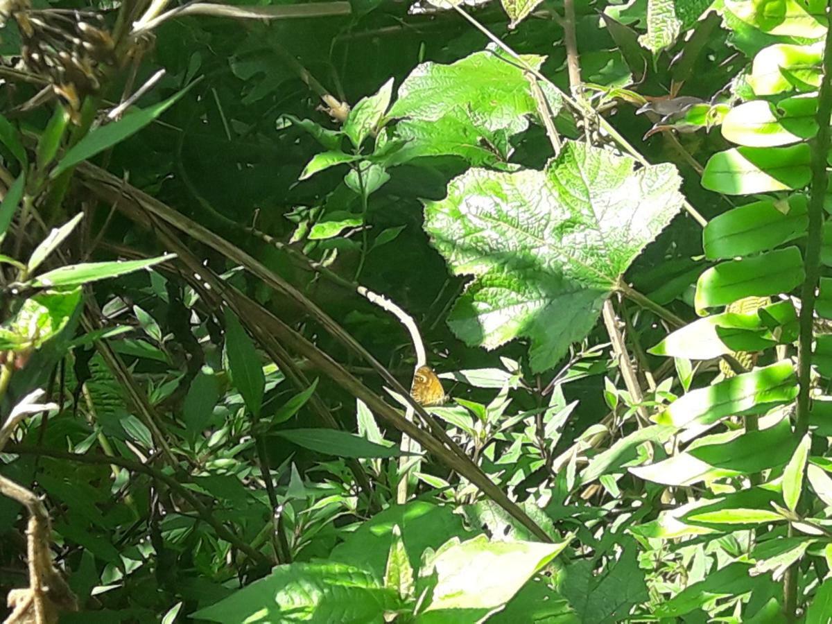 Sinharaja Kurulu Ella Eco Resort Deniyaya Eksteriør billede